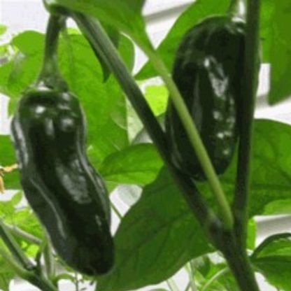 Ancho Poblano Pepper Seeds - Seed Shop