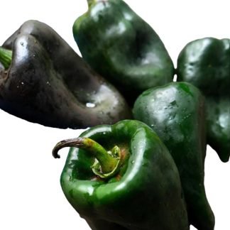 Ancho Poblano Pepper Seeds - SeedShop.Pk