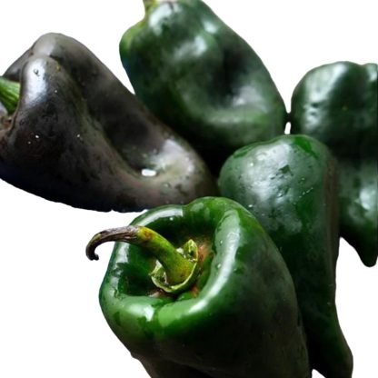 Ancho Poblano Pepper Seeds - SeedShop.Pk