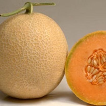 Cantaloupe Melon F1 Seeds Hybrid - SeedShop.PK