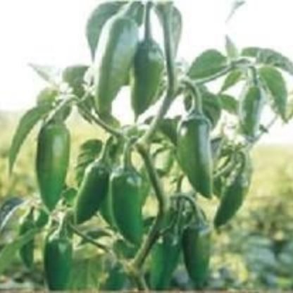 Chili F1 Hybrid Bold Green Seeds (20 seeds) - Image 2