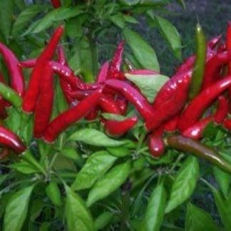 Chili F1 Hybrid Seeds Very Hot - SeedShop.PK