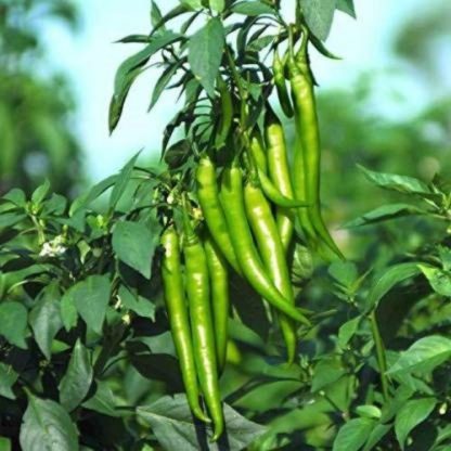 Chili Hybrid Seeds F1 - SeedShop.PK