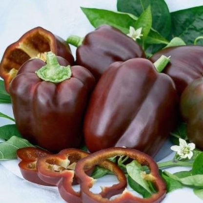 Chocolate Bell Pepper Seeds - Seed Shop