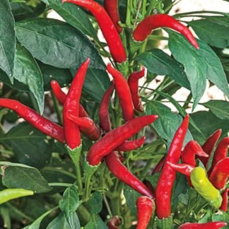 Dragon Cayenne Pepper Seeds - SeedShop.PK