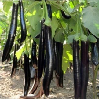 Eggplant Black Long Seeds F1 Hybrid - SeedShop.PK