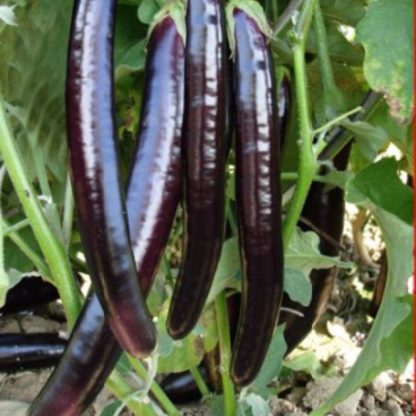 Eggplant Blackish Purple Long Rare Hybrid F1 Seeds - SeedShop.PK