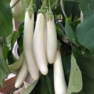 Eggplant White Long Hybrid F1 Seeds - SeedShop.PK