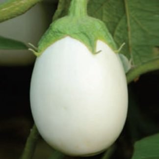 Eggplant White Round Shape Hybrid F1 Seeds - SeedShop.PK