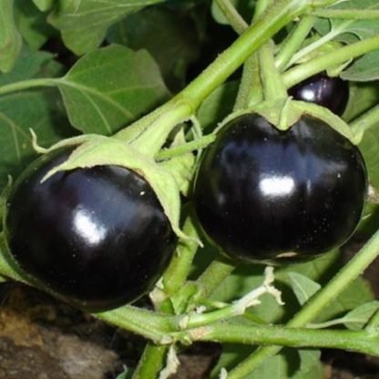 F1 Hybrid Eggplant Seeds Black - SeedShop.PK