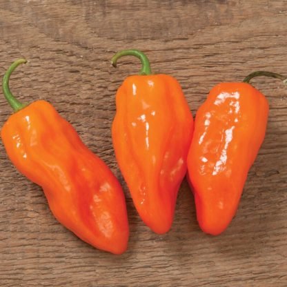 Helios Habanero Pepper Seeds (F1) - Seed Shop