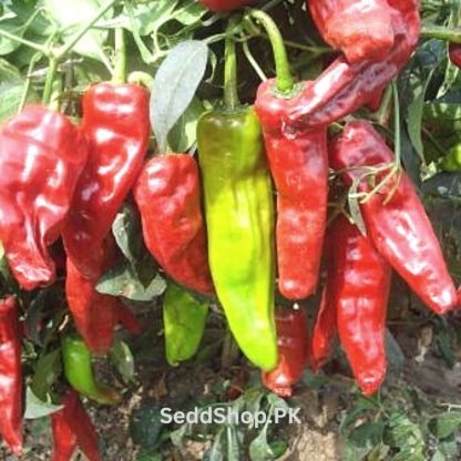 Hot Pepper BSS 919 Hybrid F1 Seeds - SeedShop.PK