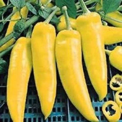 Hungarian Yellow Wax Pepper Seeds - Seed Shop