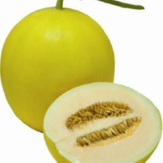 Melon Seeds Yellow Sweet Master Hybrid F1 - SeedShop.PK