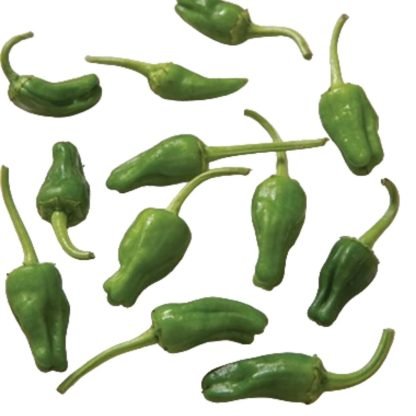 Padron Pepper Seeds - Image 3