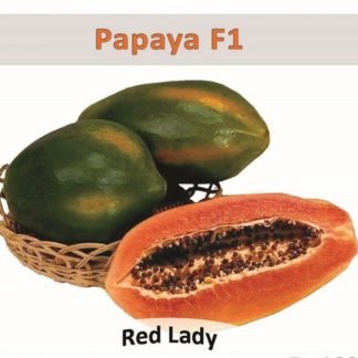 Papaya Seeds Red Lady Hybrid F1 - SeedShop.PK (2)