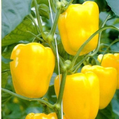 Pepper Yellow Bell Pepper Seeds - Seed Shop