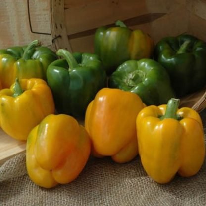 Pepper Yellow Bell Pepper Seeds - Seed Shop