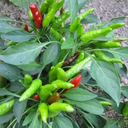 Super Chili F1 Hybrid Seeds Upright - SeedShop.PK