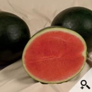 Watermelon Round Hybrid F1 - SeedShop.PK