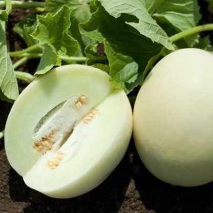 White Melon Seeds Sweet Honey f1 Hybrid - SeedShop.PK