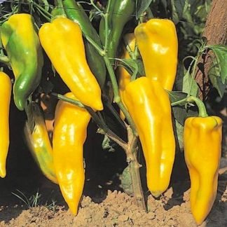 Yellow Bull's Horn Pepper Seeds - Seed Shop