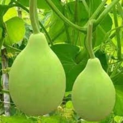 Bottle Gourd Bulb Seeds - SeedShop.PK