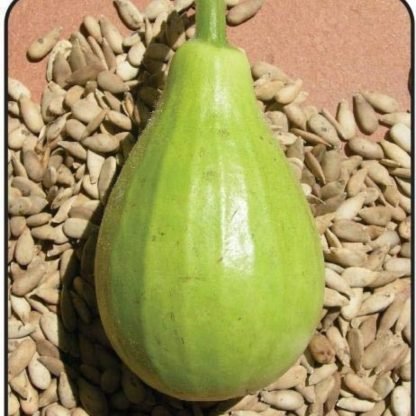 Bottle Gourd Bulb Seeds - SeedShop (2)