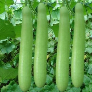 Bottle Gourd Seeds - Loki Seeds - SeedShop.PK