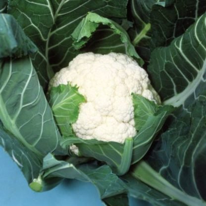 Cauliflower Hybrid F1 Seeds - SeedShop.PK