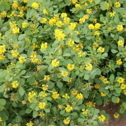 Fenugreek Seeds - Kasuri Methi Seeds - Image 3