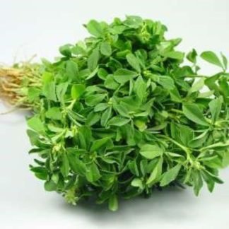 Fenugreek Seeds - Kasuri Methi Seeds - SeedShop.PK