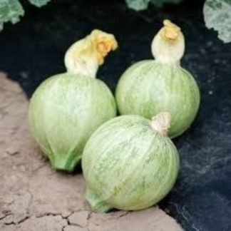 Green Round Squash Seeds F1 - SeedShop.PK