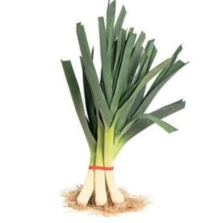 Leek F1 - SeedShop.PK