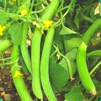 Long Melon Seeds - SeedShop.PK