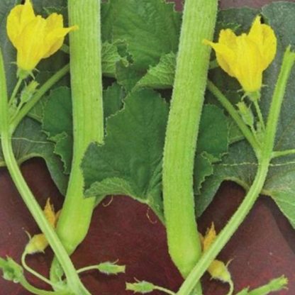 Melon Gourd Seeds Hybrid F1 - SeedShop.PK