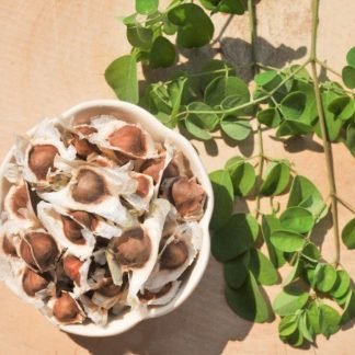 Moringa Organic Seeds - SeedShop.PK