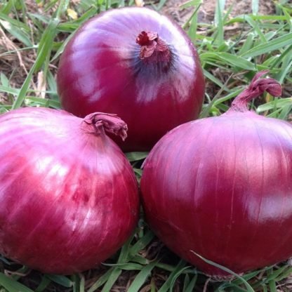 Onion Dark Red JUMBO - SeedShop.PK