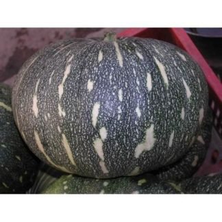 Pumpkin Seeds Hybrid F1 - SeedShop.PK