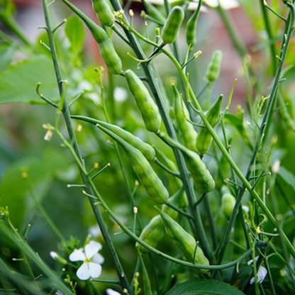 Radish Pods - Mongra - Image 4