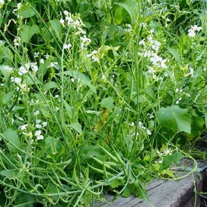 Radish Pods - Mongra - Image 3