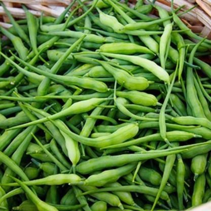 Radish Pods - Mongra - SeedShop.PK