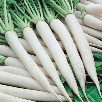 Radish White Seeds (Mino Early) - SeedShop.PK