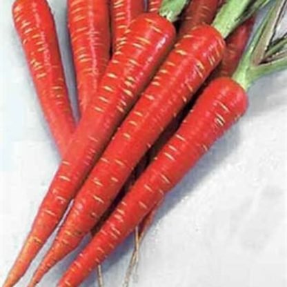 Red Carrot Seeds - SeedShop.PK