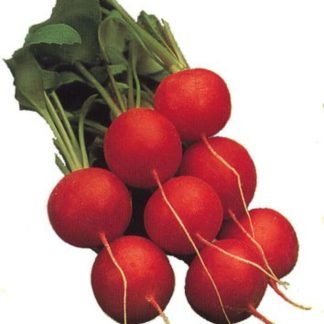 Red Radish Seeds - SeedShop.PK