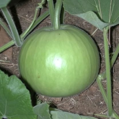 Round Gourd F1 Seeds - SeedShop.PK