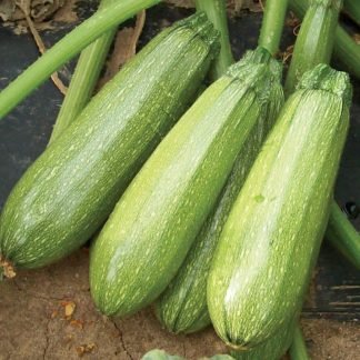 Squash Dark Green Long Seeds - SeedShop.PK