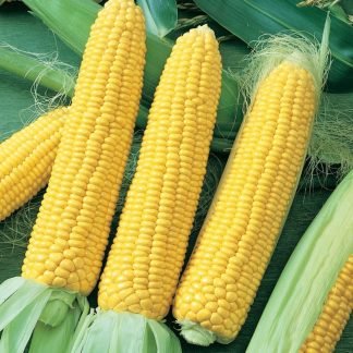 Sweet Corn Hybrid F1 Seeds - SeedShop.PK