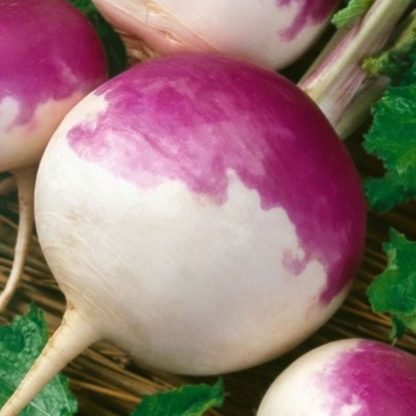 Turnip Purple Top Seeds - SeedShop.PK