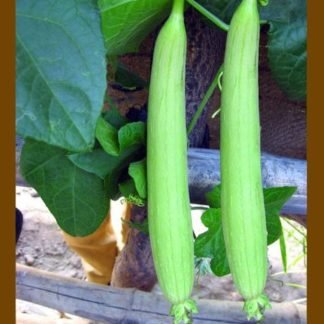 White Sponge Gourd Seeds - SeedShop.PK